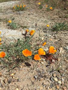 10154895_10155353482050317_5458767937493386718_n